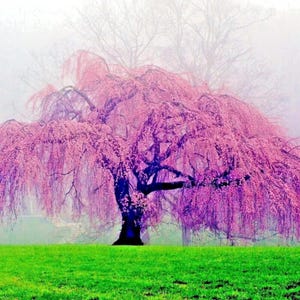 Weeping Sakura Cherry Tree Seeds – 5 Fast-Growing Hardy Flower Seeds