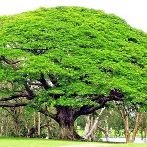 10 Rain Tree Seeds | Albizia saman | Monkey Pod | Tropical Rare Tree