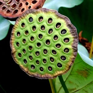 5 Sacred Lotus Seeds | Nelumbo Nucifera | Edible Aquatic Water Lily Plant