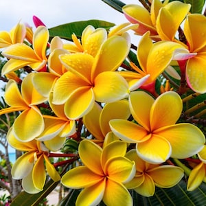 Bright Yellow Plumeria Seeds 5Pcs Hawaiian Fragrant Perennial Flowers