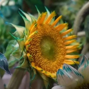 50 Green Lace Sunflower Seeds | Rare Non-GMO Blooms | Tall Garden Annual