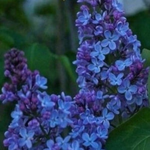 20 Blue Purple Lilac Seeds – Rare Exotic Flowering Bush Blooms