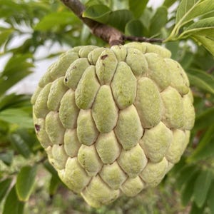 10 Sugar Apple Tree Seeds Annona squamosa Fresh 2025