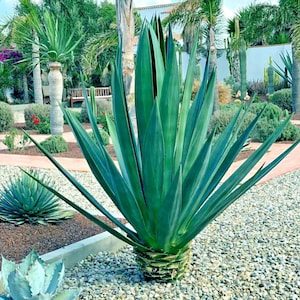 Agave Sisalana Seeds – 10 Rare Century Plant Cactus Succulent – Exotic & Hardy