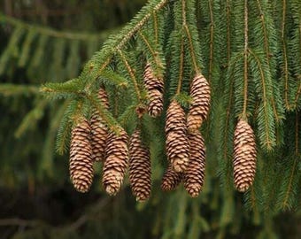 Norway Spruce Tree Seeds (PICEA ABIES) - Etsy