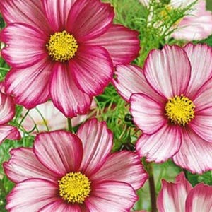 Candystripe Cosmos Seeds | 100 Beautiful Flower Seeds for Garden