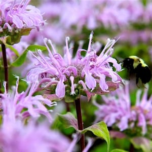 1000+ Wild Bergamot Seeds | Monarda Fistulosa Bee Balm | Heirloom Non-GMO