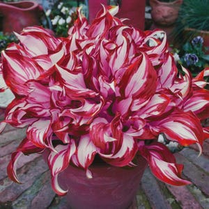 200 Red Hosta Seeds | White Inner Leaves & Red Wavy Edges | Shade Garden Perennial