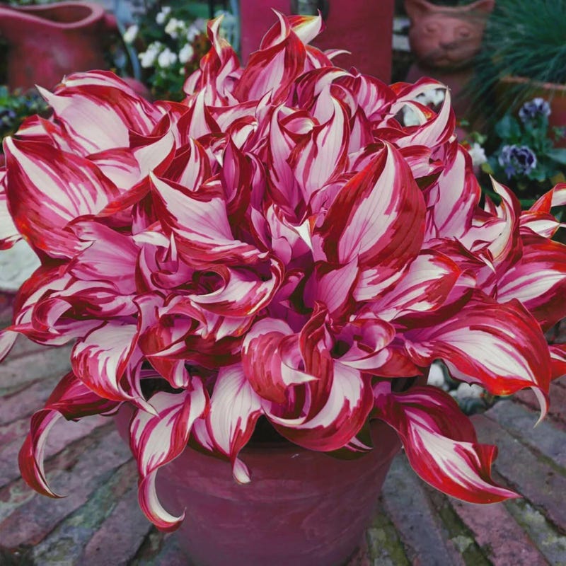 Blood of God Hosta - Etsy