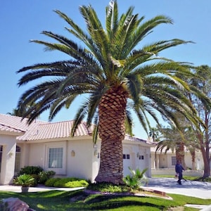 Canary Island Date Palm 10 Seeds – Hardy Tropical Tree