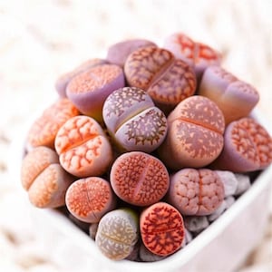100 Lithops Seeds – Living Stones Succulent – Pseudotruncatella