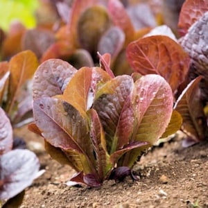 1000 Red Romaine Lettuce Seeds – Non-GMO Heirloom – Crisp Salad Greens – Cool Weather Leafy Veggie for Home Garden