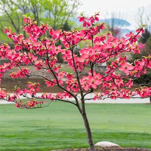 5 Dwarf Pink Dogwood Tree Seeds - Cornus Florida Fubra - Hardy Flowering Tree