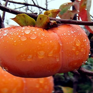 5 Japanese Persimmon Tree Seeds – Diospyros Kaki Hardy Fruit