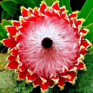 5 Queen Protea Seeds | Rare Woolly Beard Flower | South African Exotic Plant