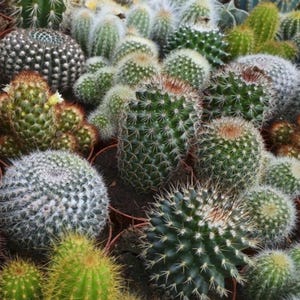 Cactus Seeds Mix 30+ Varieties Succulent Indoor Outdoor Plants