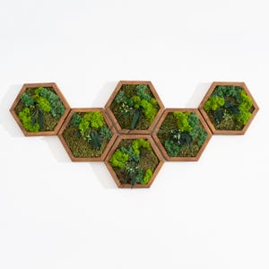 Mos muurdecoratie | Handgemaakte houten zeshoek met mos, varen, hedera | Honingraatzeskant | Rendiermosdoek mosstokmos | Muurkunst