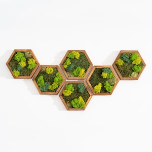 Moss Wall Art Decor | Handmade Wood Hexagon with moss | Honeycomb hexagon | Moss mix | Reindeer moss sheet moss pole moss | Wall Art
