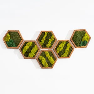 Moss Wall Art Decor | Handmade Wood Hexagon with moss | Honeycomb hexagon | Reindeer moss sheet moss pole moss | Wall Art