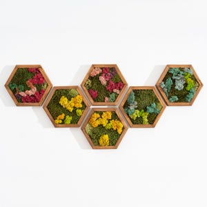 Moss Wall Art Decor | Handmade Wood Hexagon with moss | Honeycomb hexagon | Colormix | Reindeer moss sheet moss pole moss | Wall Art