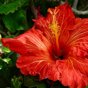 Hibiscus Flower Orange-Red Framed Fine Art Photograph On Canvas Encinitas Botanic Garden California By Kevin DePhillips