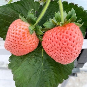 2 Momo Ichigo Peach Strawberry Starter Plant / June-bearing / Japanese Variety / Zones 5–9