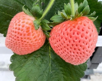 Peach Strawberry 