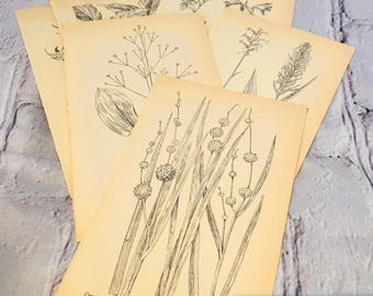 Set van 10 authentieke botanische boekpagina's – vintage botanische prints – 4 x 6,75 inch