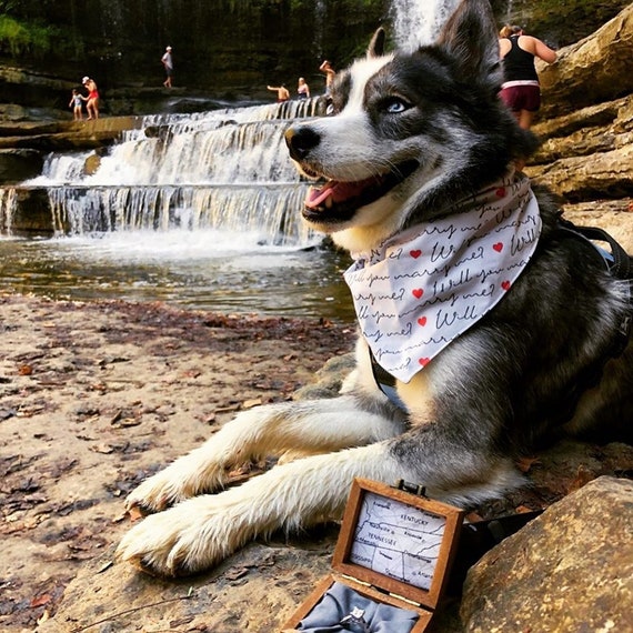 will you marry me dog bandana