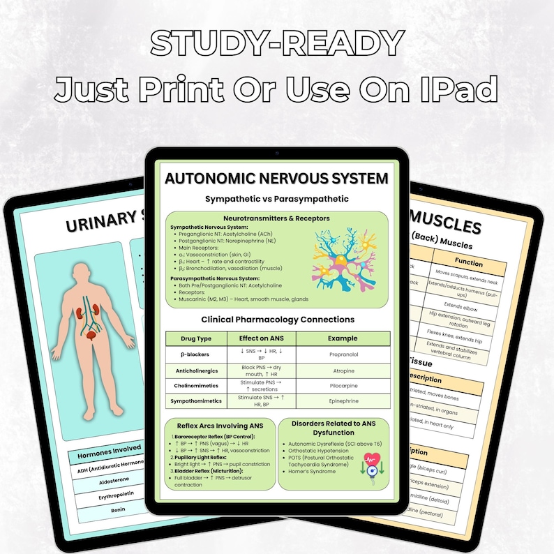 May include: Three digital tablets displaying medical study guides. The central tablet shows the autonomic nervous system, with diagrams and text. The other tablets display urinary and muscle diagrams. The text "STUDY-READY" and "Just Print Or Use On iPad" are at the top.