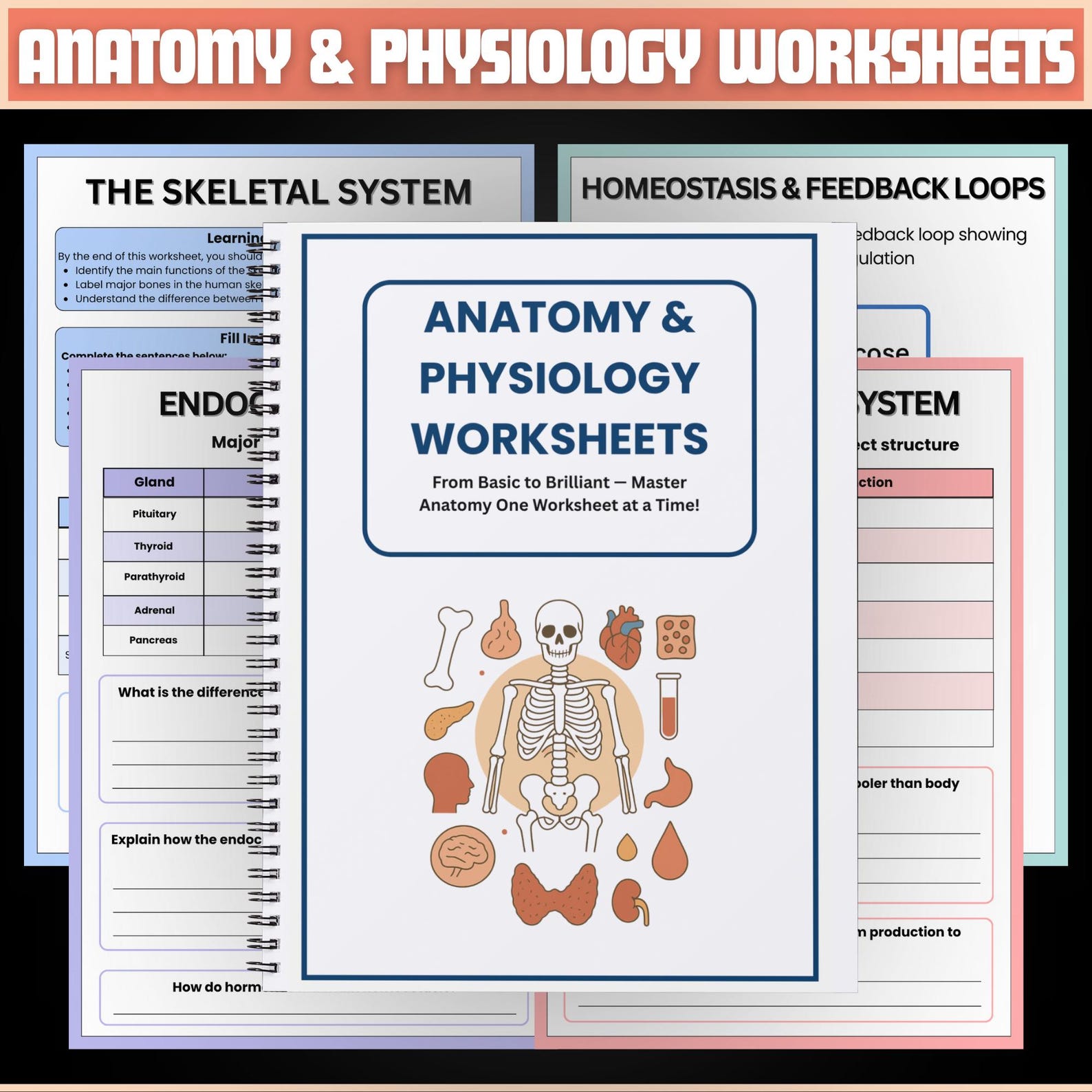 Anatomy and Physiology Worksheet Bundle | Human Anatomy | Nursing ...