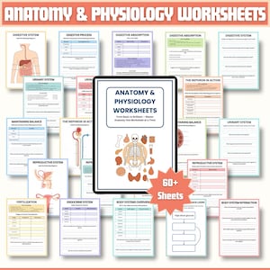 Puede incluir: Un conjunto de hojas de trabajo de anatomía y fisiología. Las hojas de trabajo cubren varios sistemas del cuerpo, incluidos los sistemas digestivo, urinario y reproductor. El título "Anatomy & Physiology Worksheets" se muestra en una tableta, con el texto "From Basic to Brilliant - Master Anatomy One Worksheet at a Time!" y "60+ Sheets".
