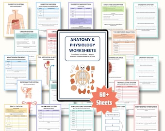 Zestaw kart pracy z anatomii i fizjologii | Anatomia człowieka | Student pielęgniarstwa | Fiszki, ściągawka i arkusze ćwiczeń | Notatki ze szkoły pielęgniarskiej