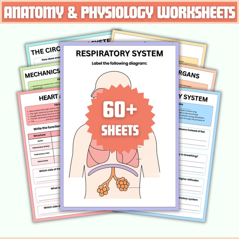 Anatomy and Physiology Worksheet Bundle | Human Anatomy | Nursing ...