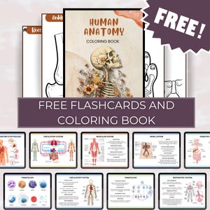 May include: Anatomy-themed coloring books and flashcards are stacked in this image. The main book cover shows a human skull with floral details. The text "HUMAN ANATOMY COLORING BOOK" is visible. The image also includes the text "FREE FLASHCARDS AND COLORING BOOK".