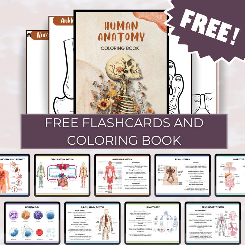 May include: Anatomy-themed coloring books and flashcards are stacked in this image. The main book cover shows a human skull with floral details. The text "HUMAN ANATOMY COLORING BOOK" is visible. The image also includes the text "FREE FLASHCARDS AND COLORING BOOK".