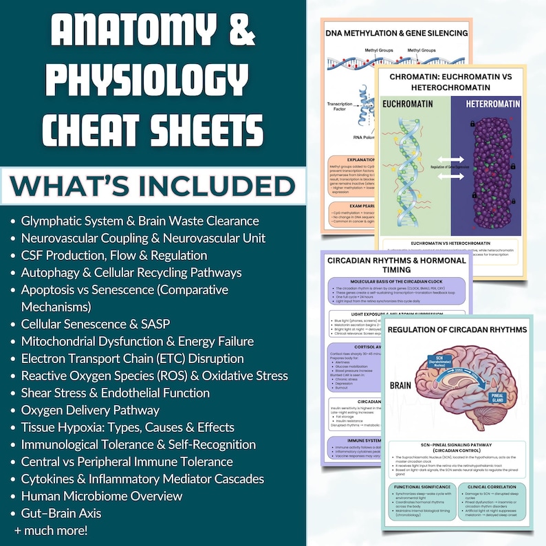 Anatomy &amp; Physiology Cheat Sheet | 2026 Anatomy and Physiology Study Guide | Nursing School ...