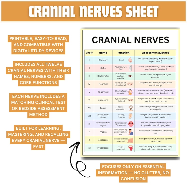 Cranial Nerves Study Guide – Cheat Sheets, Assessment (printable PDF ...
