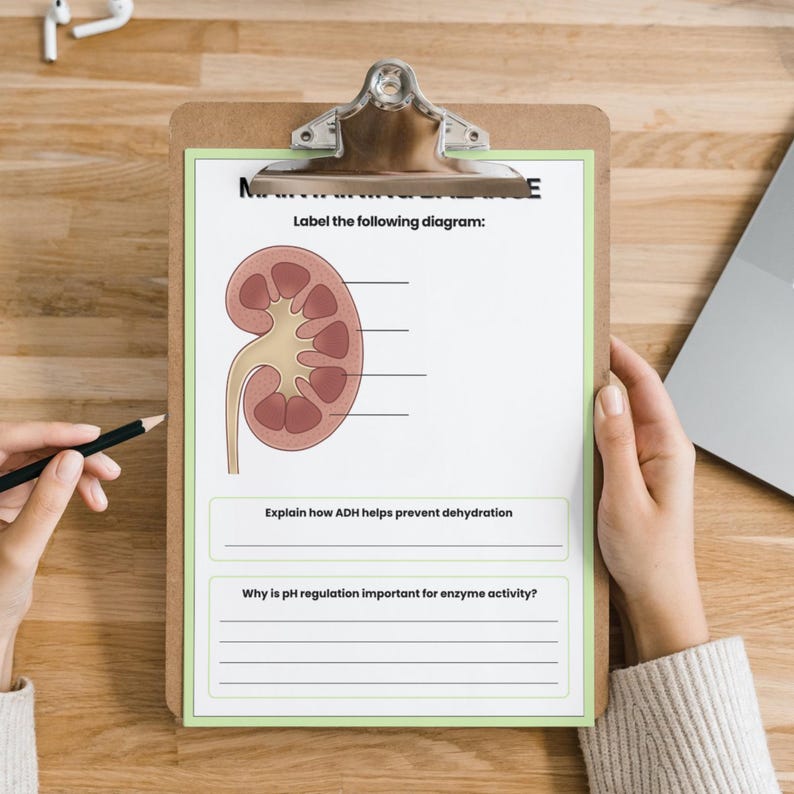 Anatomy and Physiology Worksheet Bundle | Human Anatomy | Nursing ...