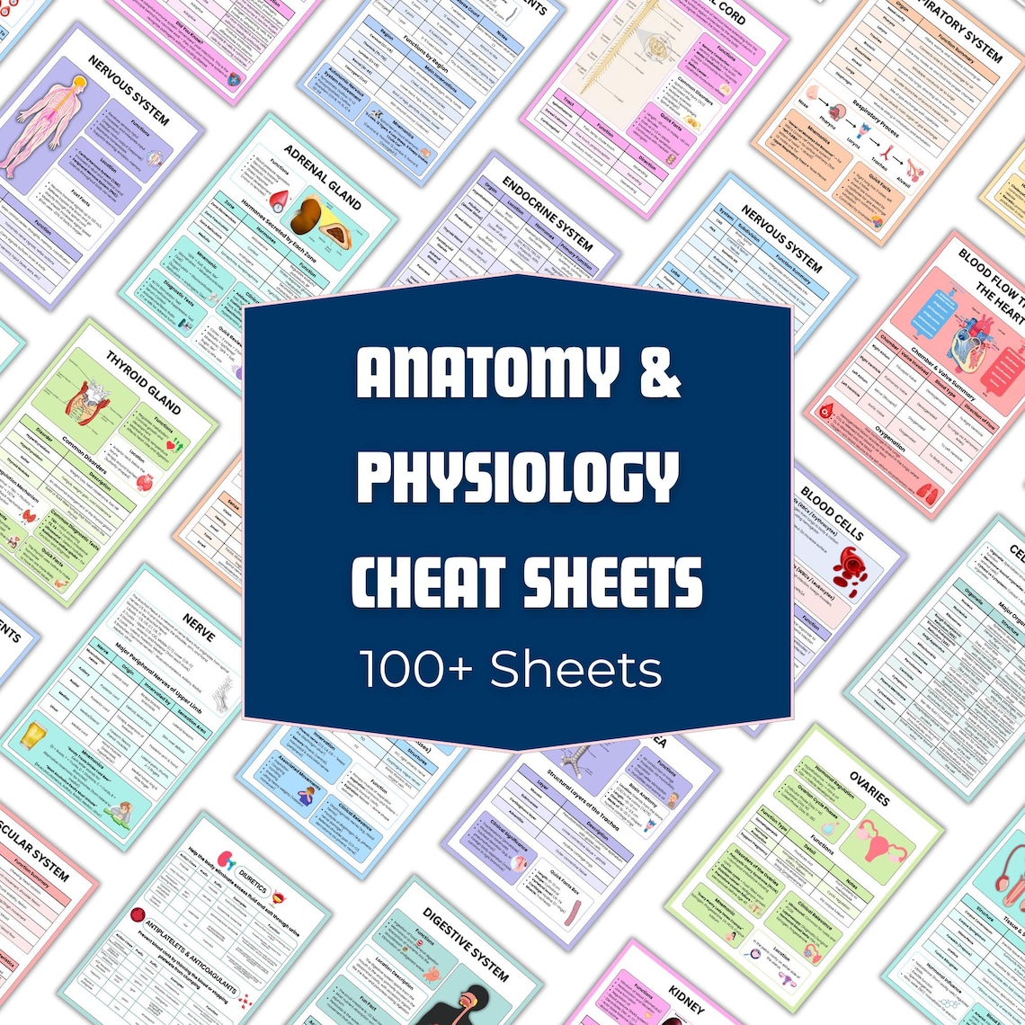 Anatomy and Physiology Study Guide Bundle | Medical Notes (PDF Download ...