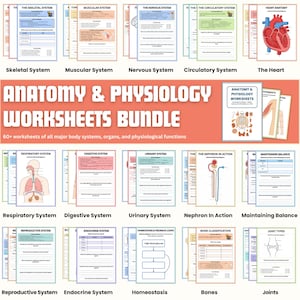 May include: A collection of anatomy and physiology worksheets. The image displays worksheets on the skeletal, muscular, nervous, circulatory, respiratory, digestive, urinary, reproductive, and endocrine systems, plus other topics.