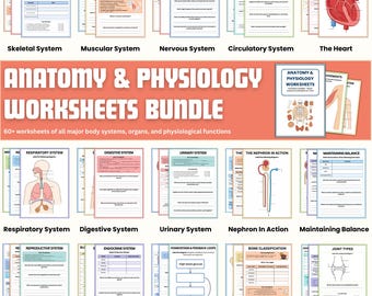 Zestaw kart pracy z anatomii i fizjologii | Anatomia człowieka | Student pielęgniarstwa | Fiszki, ściągawka i arkusze ćwiczeń | Notatki ze szkoły pielęgniarskiej