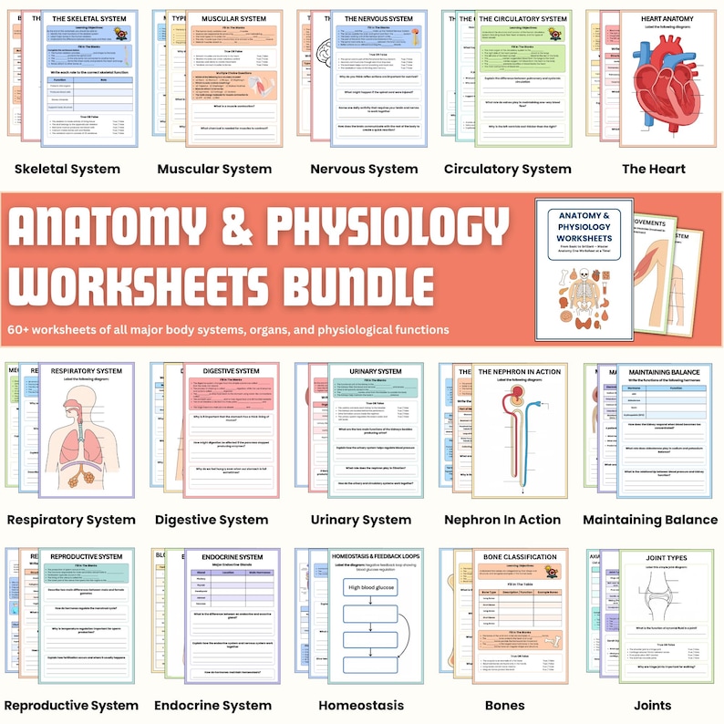 Anatomy and Physiology Worksheet Bundle | Human Anatomy | Nursing ...