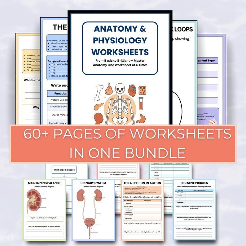 Anatomy and Physiology Worksheet Bundle | Human Anatomy | Nursing ...