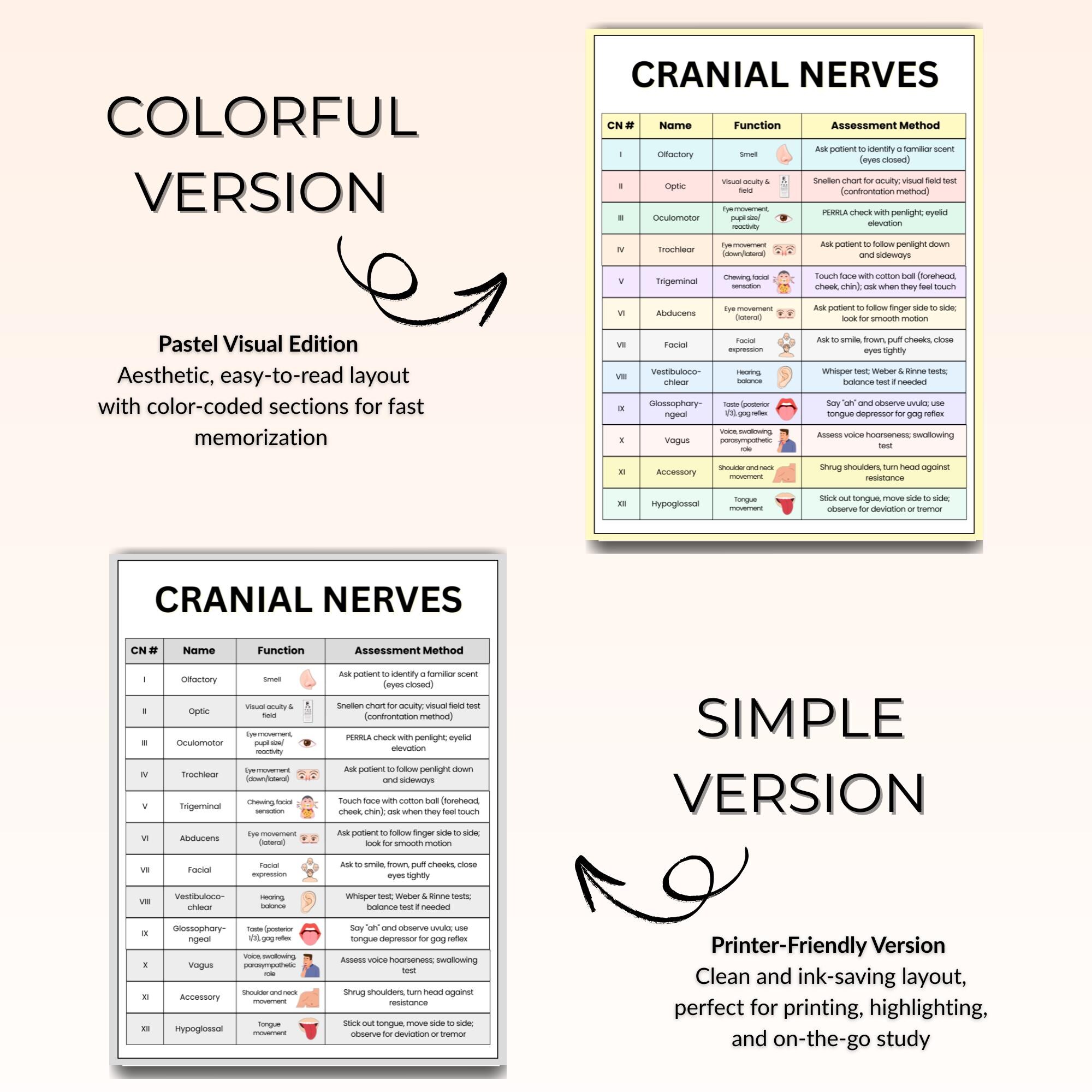 Cranial Nerves Study Guide – Cheat Sheets, Assessment (printable PDF ...