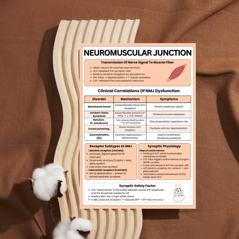 May include: An educational poster detailing the neuromuscular junction. It features diagrams and text explaining nerve signal transmission, clinical correlations of dysfunction, receptor subtypes, and synaptic physiology. The background is a warm, neutral colour.