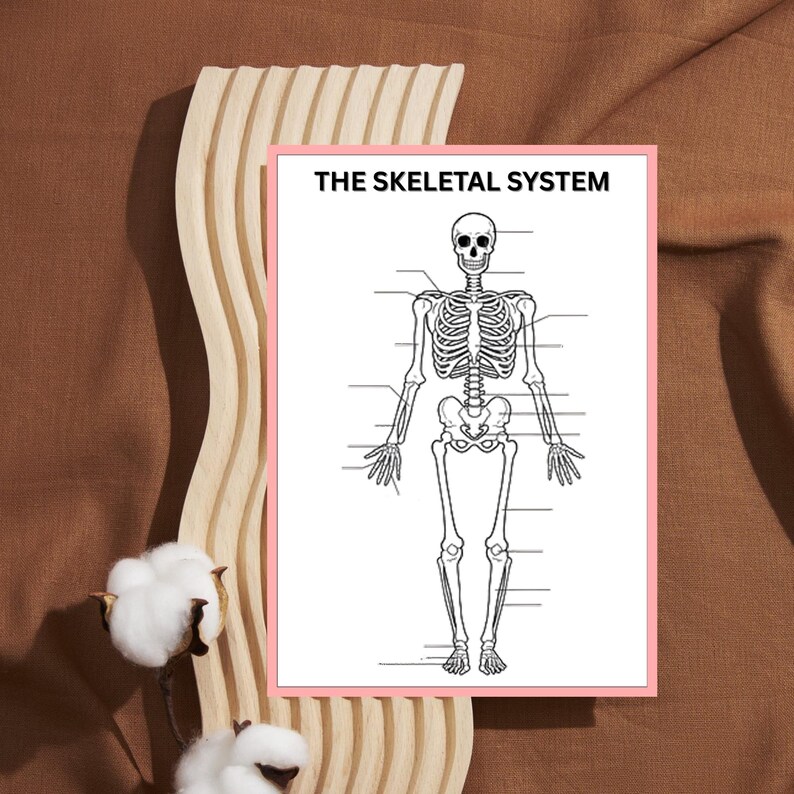 Anatomy and Physiology Worksheet Bundle | Human Anatomy | Nursing ...
