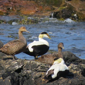 Common Eider Print