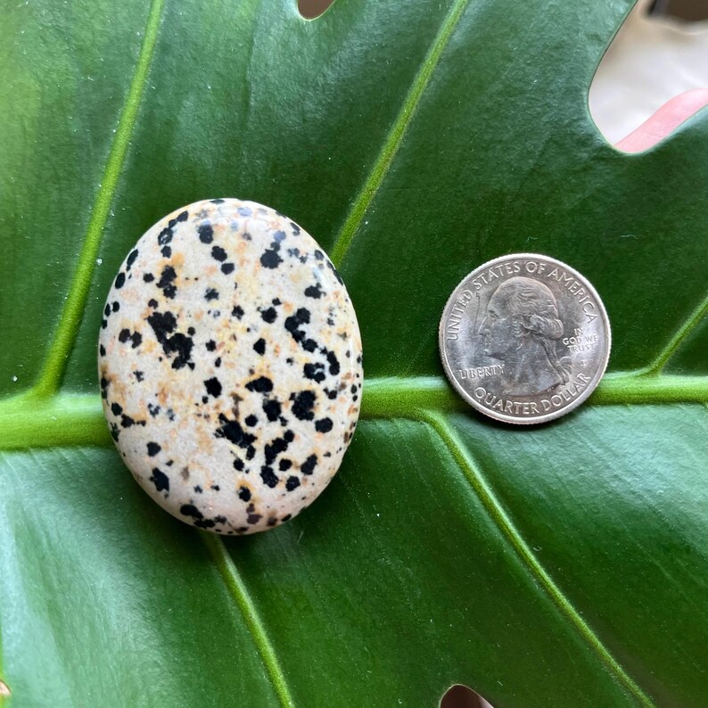 Polished Pocket Crystal Palm Stones, Multiple Different Varieties Available Dalmation Jasper
