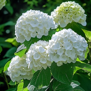 White Hydrangea Seeds – Beautiful Blooming Shrubs for Elegant Gardens, Easy-to-Grow Ornamental Flower Seeds